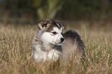 ALASKAN MALAMUTE 507